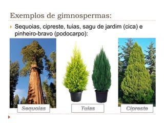 Exemplos de gimnospermas:
 Sequoias, cipreste, tuias, sagu de jardim (cica) e
pinheiro-bravo (podocarpo):
 