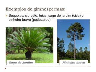 Exemplos de gimnospermas:
 Sequoias, cipreste, tuias, sagu de jardim (cica) e
pinheiro-bravo (podocarpo):
 
