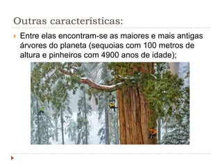 Outras características:
 Entre elas encontram-se as maiores e mais antigas
árvores do planeta (sequoias com 100 metros de
altura e pinheiros com 4900 anos de idade);
 