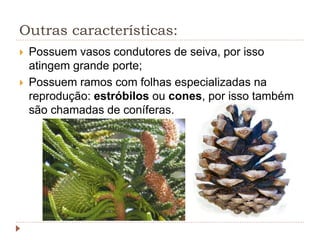 Outras características:
 Possuem vasos condutores de seiva, por isso
atingem grande porte;
 Possuem ramos com folhas especializadas na
reprodução: estróbilos ou cones, por isso também
são chamadas de coníferas.
 