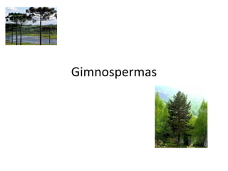Gimnospermas 