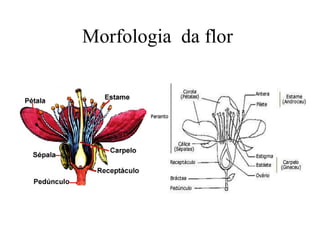 Morfologia  da flor  