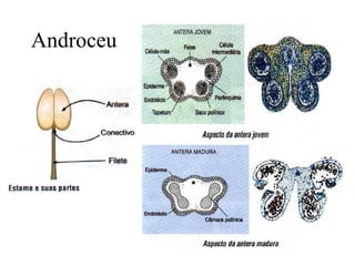 Androceu 