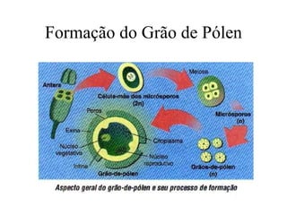 Formação do Grão de Pólen 