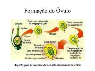 Formação do Óvulo 