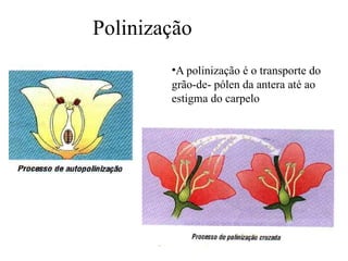 Polinização  A polinização é o transporte do grão-de- pólen da antera até ao estigma do carpelo 