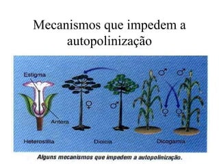 Mecanismos que impedem a autopolinização 