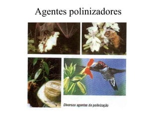 Agentes polinizadores 