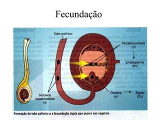 Fecundação 