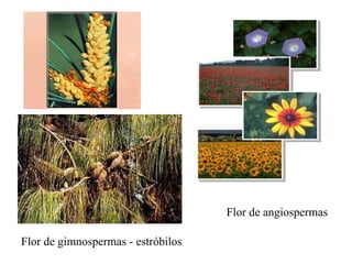 Flor de angiospermas Flor de gimnospermas - estróbilos 