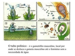 O tubo polínico  – é o gametófito masculino, local por onde se desloca o gameta masculino até o feminino sem a necessidade de água 