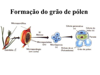 Formação do grão de pólen 
