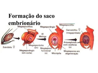 Formação do saco embrionário 
