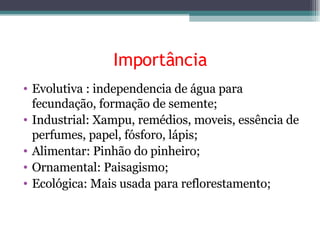 Importância Evolutiva : independencia de água para fecundação, formação de semente; Industrial: Xampu, remédios, moveis, essência de perfumes, papel, fósforo, lápis;  Alimentar: Pinhão do pinheiro; Ornamental: Paisagismo; Ecológica: Mais usada para reflorestamento; 