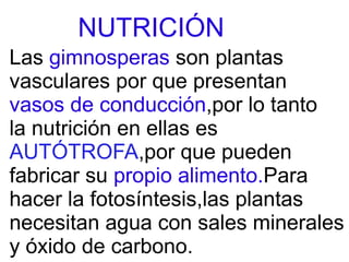 NUTRICIÓN
Las gimnosperas son plantas
vasculares por que presentan
vasos de conducción,por lo tanto
la nutrición en ellas es
AUTÓTROFA,por que pueden
fabricar su propio alimento.Para
hacer la fotosíntesis,las plantas
necesitan agua con sales minerales
y óxido de carbono.
 