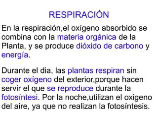 RESPIRACIÓN
En la respiración,el oxígeno absorbido se
combina con la materia orgánica de la
Planta, y se produce dióxido de carbono y
energía.
Durante el dia, las plantas respiran sin
coger oxígeno del exterior,porque hacen
servir el que se reproduce durante la
fotosíntesi. Por la noche,utilizan el oxigeno
del aire, ya que no realizan la fotosíntesis.
 