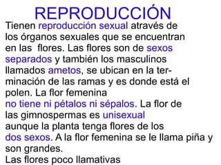 REPRODUCCIÓN
Tienen reproducción sexual através de
los órganos sexuales que se encuentran
en las flores. Las flores son de sexos
separados y también los masculinos
llamados ametos, se ubican en la ter-
minación de las ramas y es donde está el
polen. La flor femenina
no tiene ni pétalos ni sépalos. La flor de
las gimnospermas es unisexual
aunque la planta tenga flores de los
dos sexos. A la flor femenina se le llama piña y
son grandes.
Las flores poco llamativas
 