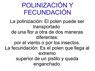 POLINIZACIÓN Y
FECUNDACIÓN
La polinización: El polen puede ser
transportado
de una flor a otra de dos maneras
diferentes:
por el viento o por los insectos.
La fecundación: Es el polen que llega al
extremo
superior de un pistilo y queda
enganchado.
 