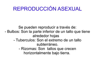 REPRODUCCIÓN ASEXUAL
Se pueden reproducir a través de:
- Bulbos: Son la parte inferior de un tallo que tiene
alrededor hojas
- Tuberculos: Son el extremo de un tallo
subterráneo.
- Rizomas: Son tallos que crecen
horizontalmente bajo tierra.
 
