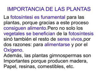 IMPORTANCIA DE LAS PLANTAS
La fotosíntesi es funamental para las
plantas, porque gracias a este proceso
consiguen alimento.Pero no solo los
vegetales se benefician de la fotosíntesis
sinó también el resto de seres vivos,por
dos razones: para alimentarse y por el
Oxígeno.
Además, las plantas gimnospermas son
Importantes porque producen madera,
Papel, resinas, comestibles, etc.
 