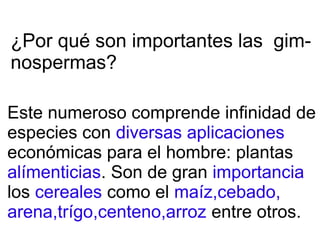 ¿Por qué son importantes las gim-
nospermas?
Este numeroso comprende infinidad de
especies con diversas aplicaciones
económicas para el hombre: plantas
alímenticias. Son de gran importancia
los cereales como el maíz,cebado,
arena,trígo,centeno,arroz entre otros.
 