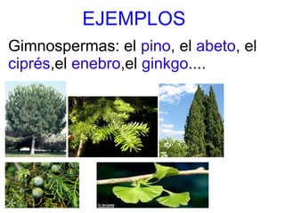 EJEMPLOS
Gimnospermas: el pino, el abeto, el
ciprés,el enebro,el ginkgo....
 