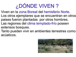 ¿DÓNDE VIVEN ?
Viven en la zona Boreal del hemisferio Norte.
Los otros ejemplares que se encuentran en otros
paises fueron plantadas por otros hombres.
Las regiones del clima templado-frío poseen
extensos bosques.
Tanto pueden vivir en ambientes terrestres como
acúaticos.
 