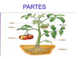 PARTES
 