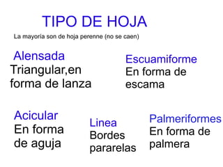 TIPO DE HOJA
Alensada
Triangular,en
forma de lanza
Escuamiforme
En forma de
escama
Acicular
En forma
de aguja
Linea
Bordes
pararelas
Palmeriformes
En forma de
palmera
La mayoría son de hoja perenne (no se caen)
 