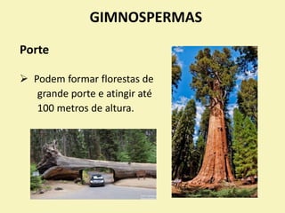 GIMNOSPERMAS
Porte
 Podem formar florestas de
grande porte e atingir até
100 metros de altura.
 