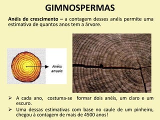GIMNOSPERMAS
Anéis de crescimento – a contagem desses anéis permite uma
estimativa de quantos anos tem a árvore.
 A cada ano, costuma-se formar dois anéis, um claro e um
escuro.
 Uma dessas estimativas com base no caule de um pinheiro,
chegou à contagem de mais de 4500 anos!
 