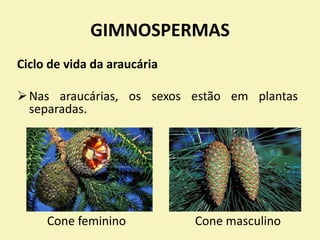 GIMNOSPERMAS
Ciclo de vida da araucária
Nas araucárias, os sexos estão em plantas
separadas.
Cone feminino Cone masculino
 