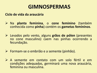 GIMNOSPERMAS
Ciclo de vida da araucária
 Na planta feminina, o cone feminino (também
conhecida como pinha) contém os gametas femininos.
 Levados pelo vento, alguns grãos de pólen (presentes
no cone masculino) caem nas pinhas ocorrendo a
fecundação.
 Formam-se o embrião e a semente (pinhão).
 A semente em contato com um solo fértil e em
condições adequadas, germinará uma nova araucária,
feminina ou masculina.
 