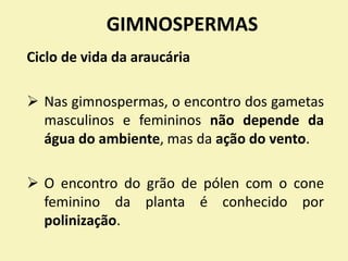 GIMNOSPERMAS
Ciclo de vida da araucária
 Nas gimnospermas, o encontro dos gametas
masculinos e femininos não depende da
água do ambiente, mas da ação do vento.
 O encontro do grão de pólen com o cone
feminino da planta é conhecido por
polinização.
 
