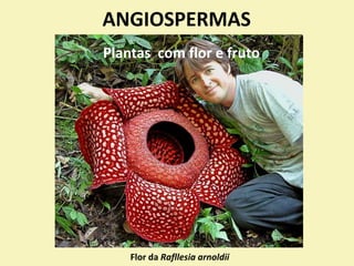 ANGIOSPERMAS
Flor da Rafllesia arnoldii
Plantas com flor e fruto
 