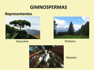 GIMNOSPERMAS
Representantes
Araucária Pinheiro
Sequoia
 