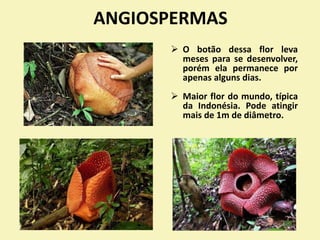 ANGIOSPERMAS
 O botão dessa flor leva
meses para se desenvolver,
porém ela permanece por
apenas alguns dias.
 Maior flor do mundo, típica
da Indonésia. Pode atingir
mais de 1m de diâmetro.
 