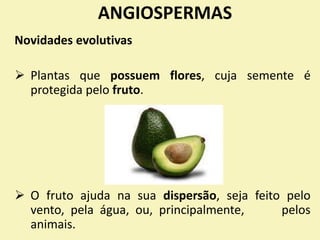 ANGIOSPERMAS
Novidades evolutivas
 Plantas que possuem flores, cuja semente é
protegida pelo fruto.
 O fruto ajuda na sua dispersão, seja feito pelo
vento, pela água, ou, principalmente, pelos
animais.
 