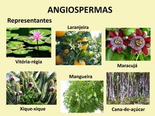 ANGIOSPERMAS
Representantes
Laranjeira
Vitória-régia
Xique-xique
Maracujá
Mangueira
Cana-de-açúcar
 