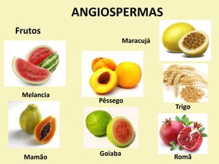 ANGIOSPERMAS
Frutos
Melancia
Mamão
Pêssego
Goiaba
Maracujá
Romã
Trigo
 