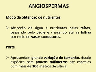 ANGIOSPERMAS
Modo de obtenção de nutrientes
 Absorção de água e nutrientes pelas raízes,
passando pelo caule e chegando até as folhas
por meio de vasos condutores.
Porte
 Apresentam grande variação de tamanho, desde
espécies com poucos milímetros até espécies
com mais de 100 metros de altura.
 