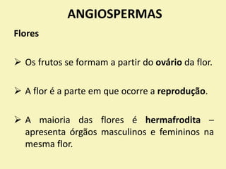 ANGIOSPERMAS
Flores
 Os frutos se formam a partir do ovário da flor.
 A flor é a parte em que ocorre a reprodução.
 A maioria das flores é hermafrodita –
apresenta órgãos masculinos e femininos na
mesma flor.
 