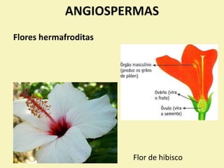 ANGIOSPERMAS
Flor de hibisco
Flores hermafroditas
 