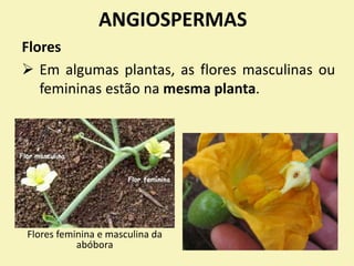 ANGIOSPERMAS
Flores
 Em algumas plantas, as flores masculinas ou
femininas estão na mesma planta.
Flores feminina e masculina da
abóbora
 