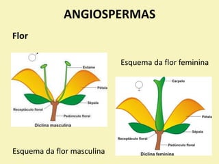 ANGIOSPERMAS
Flor
Esquema da flor masculina
Esquema da flor feminina
 