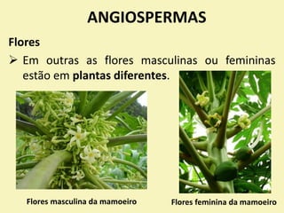 ANGIOSPERMAS
Flores
 Em outras as flores masculinas ou femininas
estão em plantas diferentes.
Flores masculina da mamoeiro Flores feminina da mamoeiro
 