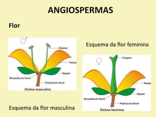 ANGIOSPERMAS
Flor
Esquema da flor masculina
Esquema da flor feminina
 