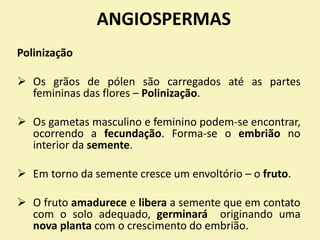 ANGIOSPERMAS
Polinização
 Os grãos de pólen são carregados até as partes
femininas das flores – Polinização.
 Os gametas masculino e feminino podem-se encontrar,
ocorrendo a fecundação. Forma-se o embrião no
interior da semente.
 Em torno da semente cresce um envoltório – o fruto.
 O fruto amadurece e libera a semente que em contato
com o solo adequado, germinará originando uma
nova planta com o crescimento do embrião.
 