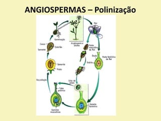 ANGIOSPERMAS – Polinização
 