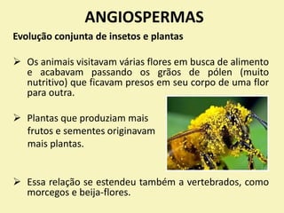 ANGIOSPERMAS
Evolução conjunta de insetos e plantas
 Os animais visitavam várias flores em busca de alimento
e acabavam passando os grãos de pólen (muito
nutritivo) que ficavam presos em seu corpo de uma flor
para outra.
 Plantas que produziam mais
frutos e sementes originavam
mais plantas.
 Essa relação se estendeu também a vertebrados, como
morcegos e beija-flores.
 